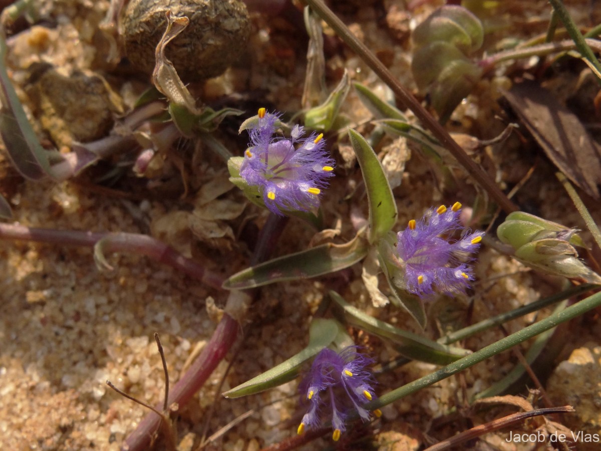 Cyanotis burmanniana Wight